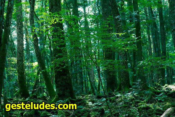 Fakta Mengenai Hutan Aokigahara